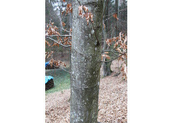 Rot-Buche (Fagus sylvatica) - © Philipp Sengl